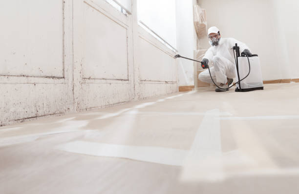 24/7 Emergency Attic Mold Remediation experts in Boerne, TX