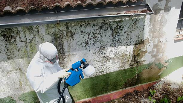 Top rated local Attic Mold Remediation specialists in Boerne, TX